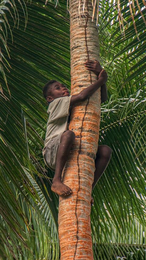 Mut kann man den Kindern von Epi in Vanuatu nicht absprechen. Sie klettern ohne Hilfsmittel auf die höchsten Palmen und holen Kokosnüsse für uns.